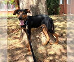 MERLIN - Male Doberman Pinscher-Unknown Mix Dog for Adoption - Small photo