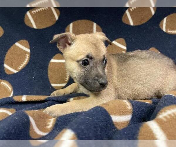 Medium Photo #1 German Shepherd Dog-Unknown Mix Puppy For Sale in HESPERIA, CA, USA