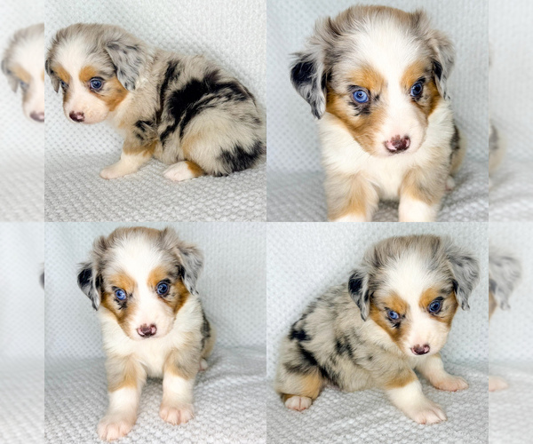 Medium Photo #1 Miniature Australian Shepherd Puppy For Sale in BROOKER, FL, USA