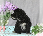 Small #1 Yo-Chon
