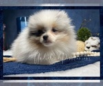 Small Photo #6 Pomeranian Puppy For Sale in VICTORVILLE, CA, USA