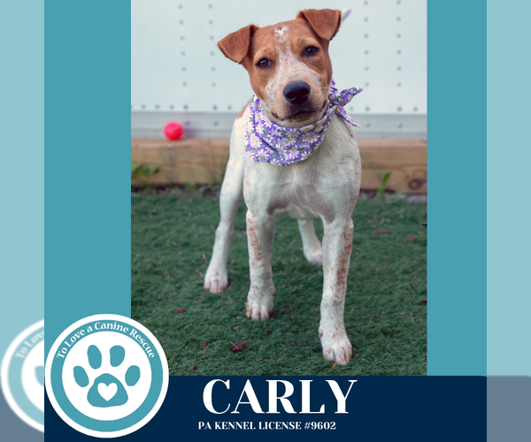 Medium Photo #9 Mutt Puppy For Sale in Kimberton, PA, USA