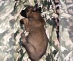 Small Photo #25 Belgian Malinois Puppy For Sale in HARKER HEIGHTS, TX, USA