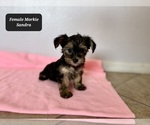 Small #5 Morkie