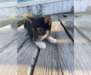 Shiba Inu Puppy for sale in TAYLOR, MI, USA