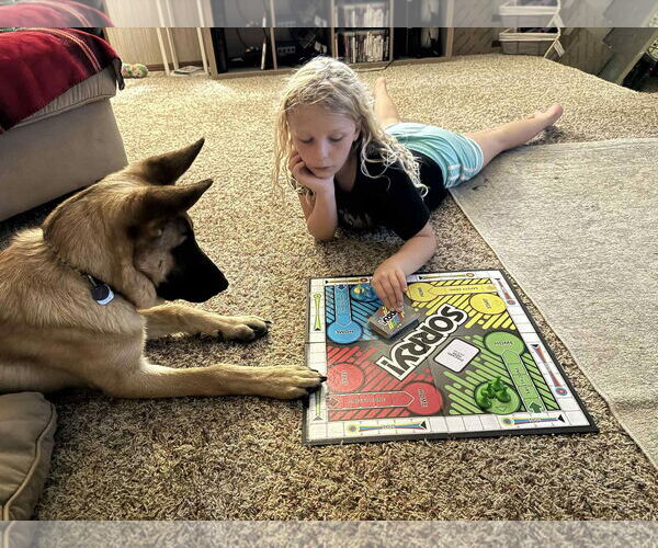 Medium Photo #4 German Shepherd Dog-Unknown Mix Puppy For Sale in Coldwater, MI, USA