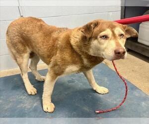 Siberian Husky Dogs for adoption in Woodland, CA, USA