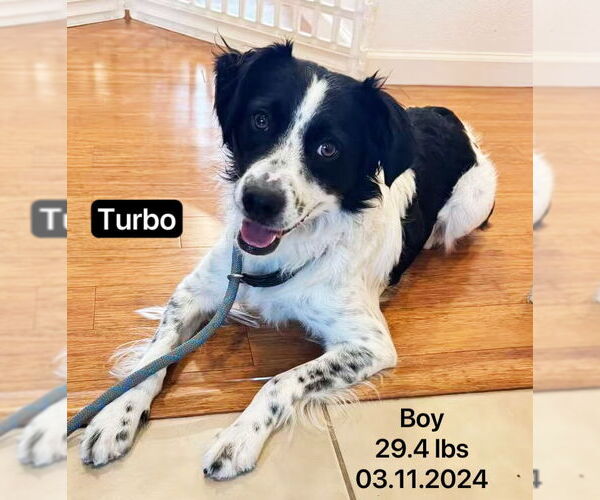 Medium Photo #4 Border Collie Puppy For Sale in West Hollywood, CA, USA