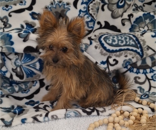 Medium Photo #4 Yoranian Puppy For Sale in ELKTON, KY, USA