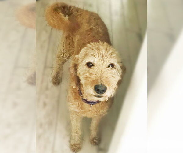 Medium Photo #2 Golden Retriever Puppy For Sale in Grovertown, IN, USA