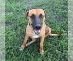 Small #2 German Shepherd Dog Mix