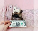 Small #9 Pomeranian