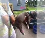 Small Photo #3 American Pit Bull Terrier Puppy For Sale in PORTSMOUTH, VA, USA