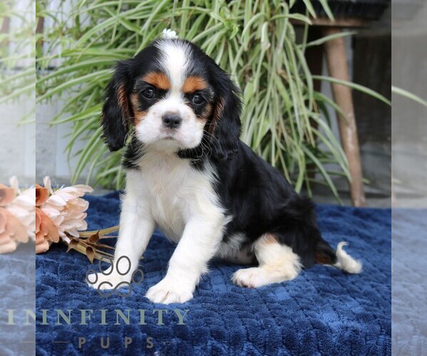 Medium Photo #4 Cavalier King Charles Spaniel Puppy For Sale in NARVON, PA, USA