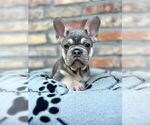 Small #17 French Bulldog