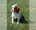 Small #2 Cavalier King Charles Spaniel