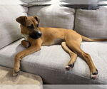 Small #1 Boxer-Mountain Cur Mix