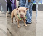 Small #7 Mutt