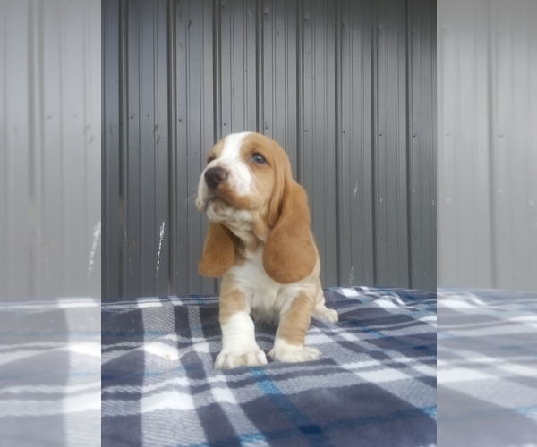 Medium Photo #11 Basset Hound Puppy For Sale in PETERSBURG, IN, USA