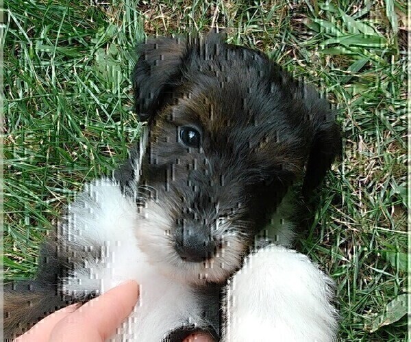 Medium Photo #3 Cadoodle Puppy For Sale in PERU, IN, USA