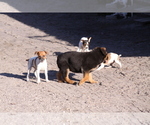 Small Photo #5 Rat Terrier Puppy For Sale in TAMPA, FL, USA