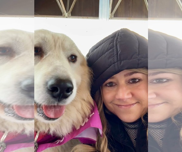 Medium Photo #4 Great Pyrenees Puppy For Sale in Croydon, NH, USA