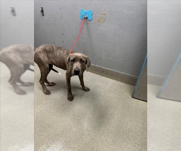 Medium Photo #1 Mutt Puppy For Sale in Las Vegas, NV, USA