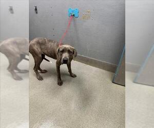 Mutt Dogs for adoption in Las Vegas, NV, USA