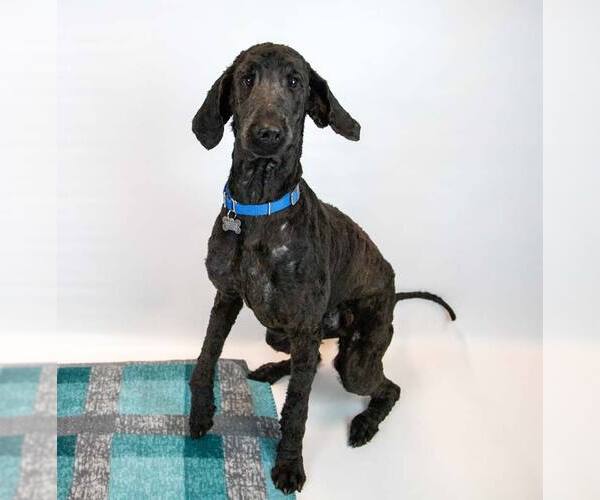 Medium Photo #4 Poodle (Standard) Puppy For Sale in Kennesaw, GA, USA