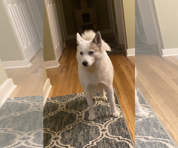 Medium Photo #7 Pomsky Puppy For Sale in St. Louis Park, MN, USA