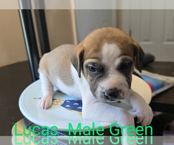 Medium Photo #4 Mutt Puppy For Sale in Ball Ground, GA, USA