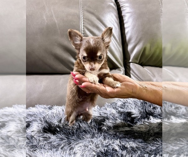 Medium Photo #3 Chihuahua Puppy For Sale in BELTON, MO, USA