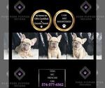 Puppy 5 French Bulldog