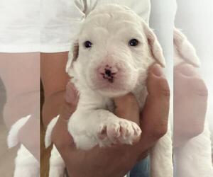 Poodle Pup - Female Poodle (Standard) Dog for Adoption - Photo #2