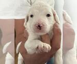 Small Photo #2 Poodle (Standard) Puppy For Sale in Rancho Cordova, CA, USA