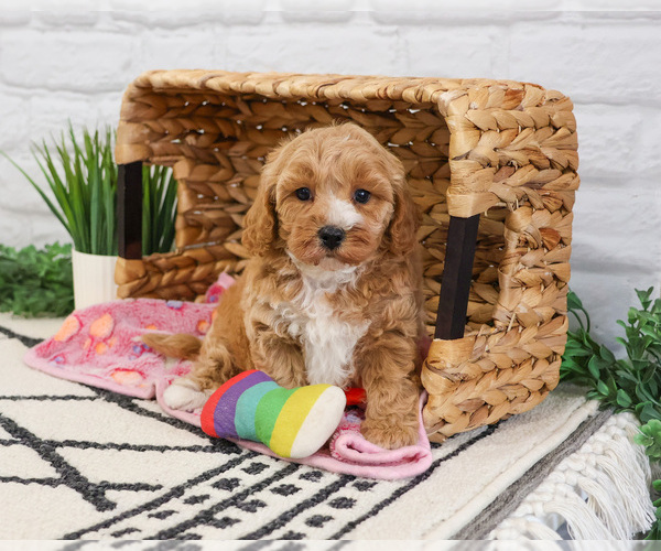 Medium Photo #5 Cavapoo (Miniature) Puppy For Sale in SYRACUSE, IN, USA