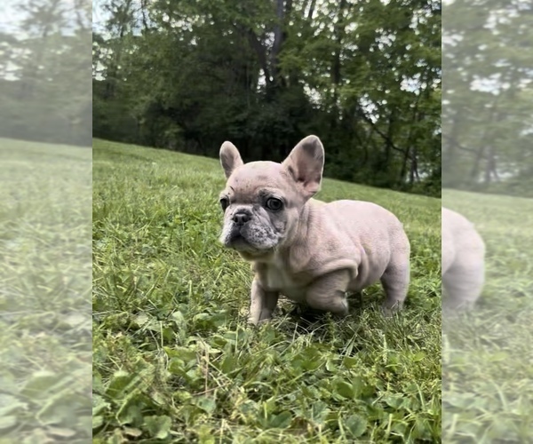 Medium Photo #13 French Bulldog Puppy For Sale in BLOOMINGTON, IN, USA