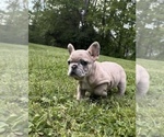 Small Photo #13 French Bulldog Puppy For Sale in BLOOMINGTON, IN, USA