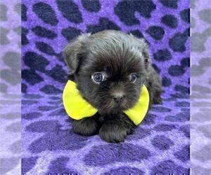 Shih Tzu Puppy for sale in WEST PALM BEACH, FL, USA