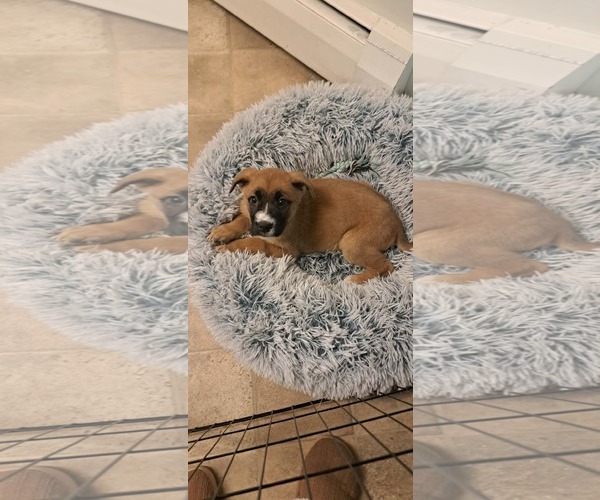 Medium Photo #1 Boxer-Unknown Mix Puppy For Sale in pomfret, CT, USA