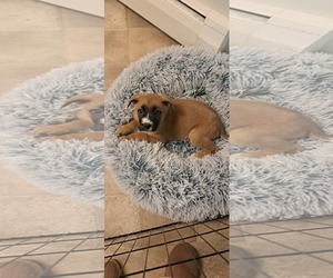 Boxer-Unknown Mix Dogs for adoption in pomfret, CT, USA