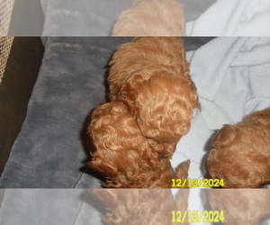 Poodle (Toy) Puppy for sale in DULUTH, GA, USA