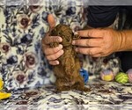 Small #1 Poodle (Miniature)