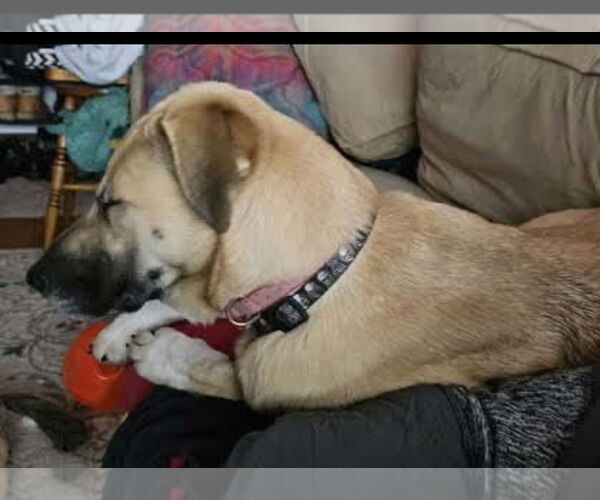 Medium Photo #2 Mutt Puppy For Sale in Mt. Laurel, NJ, USA
