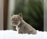 Small #3 French Bulldog