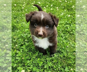 Miniature Australian Shepherd Puppy for sale in SANDOWN, NH, USA