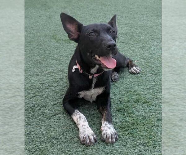 Medium Photo #5 Mutt Puppy For Sale in Rockwall, TX, USA