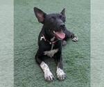 Small #4 Mutt