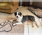 Small #2 Australian Shepherd