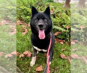 Siberian Husky Dogs for adoption in Santa Barbara, CA, USA